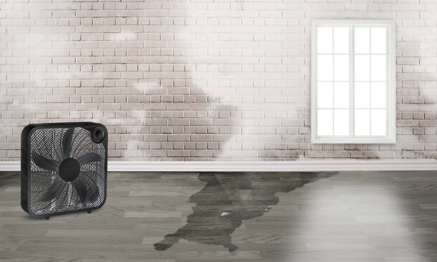 Best Professional water damage repair  in Smith Mills, MA